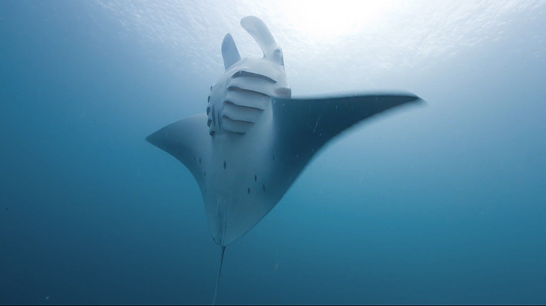 A manta passing overhead, seen through the mark